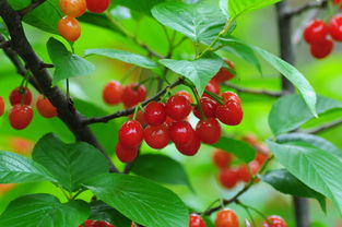 2018河南美農(nóng)富硒櫻桃節(jié)開幕 五一玩轉(zhuǎn)櫻桃季，品味農(nóng)副土特產(chǎn)品